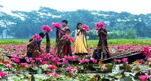 আগৈলঝাড়ার লাল শাপলা এখনও প্রকৃতি প্রেমীদের মুগ্ধ করে | বরিশাল মুক্তখবর .কম  । Barisalmuktokhabor.Com