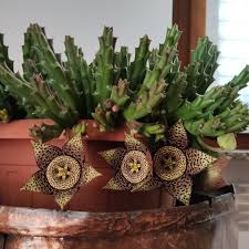 Image result for Orbea variegata