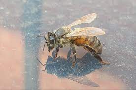 With simple knowledge to hand, though, you could make a big difference to bee welfare with. A Wet European Honey Bee With A Broken Wing I Found In My Backyard Pics