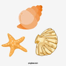 Cartoon Cute Hand Drawn Seashell Starfish Illustration Seashell Clipart Starfish Shell Png Transparent Clipart Image And Psd File For Free Download Find the perfect shell cartoon stock photos and editorial news pictures from getty images. cartoon cute hand drawn seashell