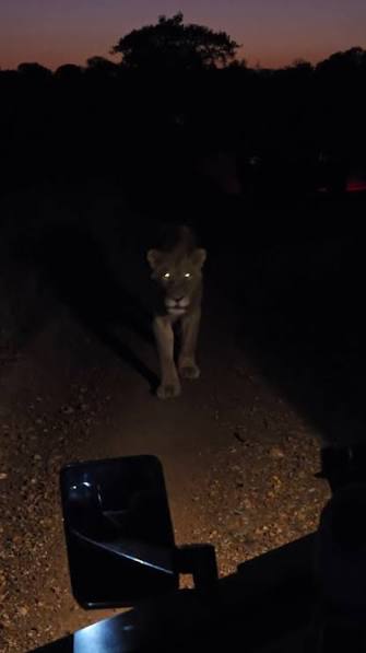 Lion eyes at night ! , This young boy emerges from the darkness and walks  straight past us on his way to join up with the rest of his pride., You can  clearly hear him make a gentle " contact call " ...