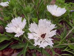 Image result for Lankesteria alba