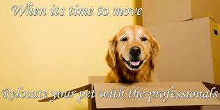 You will need to get your pet vaccinated. Pet Movers Pet Delivery Service Dog Transport Pet Moving And Relocation Pet Ground Transportation Pet Transport Service