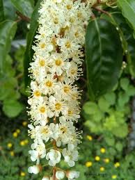 When planting your living screen, do not plant in a straight line. Portuguese Laurel The Garden Website Com