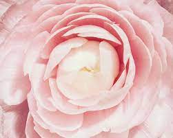 Closeup Of Pink Ranunculus Flower In Bloom By Kelli Kim Flowers Bloom Ranunculus