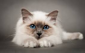 Birman Ragdoll Mix Kittens For Sale 8 Facts About Birman Kittens For Sale Bay Area That Will Blow Your Mind