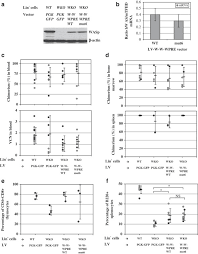 Maybe you would like to learn more about one of these? Validation Of A Mutated Pre Sequence Allowing High And Sustained Transgene Expression While Abrogating Whv X Protein Synthesis Application To The Gene Therapy Of Was Gene Therapy
