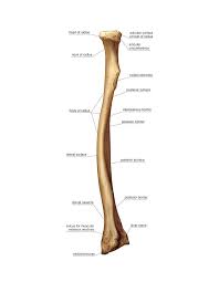 Maybe you would like to learn more about one of these? Radius Bone Photograph By Asklepios Medical Atlas
