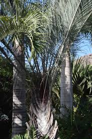Image result for Dypsis decaryi