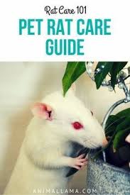 Maybe you would like to learn more about one of these? Pet Rat Care Guide 101 Rat Care In 9 Steps Animallama Rat Care Pet Rat Care Pet Rats
