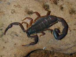 We did not find results for: The Scorpion Files Centruroides Gracilis Buthidae