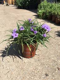 The leaves have a somewhat grassy. Ruellia Katie Dwarf Ruibals