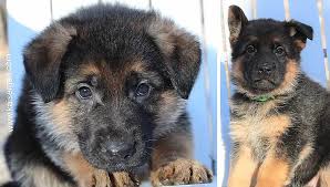 Olemandorf k9 texas announcing the the confirm breeding of a litter 100 % ddr import bloodline pups due feb.25 off of these grandparents: Why Purchase A German Shepherd Puppy From Dallas Texas Kaiser German Shepherds