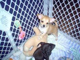 Fully crate and house trained. Jack Russell Chihuahua Mix Puppies Price Reduced For Sale In Mayport Pennsylvania Classified Americanlisted Com
