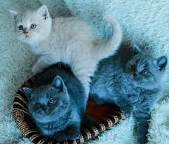 pin na doske olinstagram