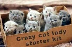 Pin By Rebecca Bulos On Cats Crazy Cats Cat Lady Starter Kit Crazy Cat Lady Starter Kit