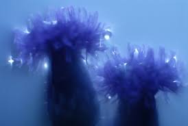 Image result for rayxar