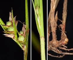 Image result for Scleria