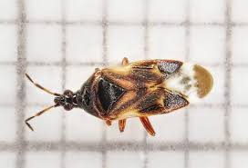 Image result for Trichopteryx elegantula