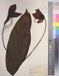 Tacca Chantrieri Halloween In The Plant World Tropical Biodiversity