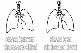 Akciger Okul Egitim Boyama Sayfalari