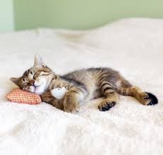 We strongly prioritize applications for pairs of cats/kittens, so please consider whether you would be willing to keep one of our bonded pairs together! Summit Animal Rescue Association