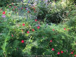 Image result for Ipomoea barteri
