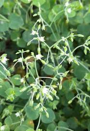 Image result for Drymaria