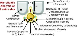 Lymphocytes are one of the five types of leukocytes. Microfluidic Determination Of Lymphocyte Vascular Deformability Effects Of Intracellular Complexity And Early Immune Activation Integrative Biology Rsc Publishing