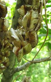 Image result for Polystachya villosa