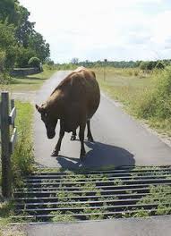 Cow At Cattle Crossing We Had These On The Farm Its Amazing How They Will Not Cross It Cattle Ranching Cattle Farming Farm Gate