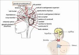 Limfocitele t, un tip de celule imune, se maturizeaza si multiplica in interiorul glandei timus in copilarie. Epifiza Timusul