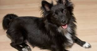 Schipapom Schipperke Pomeranian Cross Schipperke Dog Apartment Dogs Dog Friends