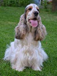 We did not find results for: Genomia Testing Of Dogs Locus Eh