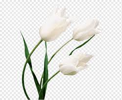 700pixels x 525pixels size : Tiga Bunga Putih Bunga Tulip Putih Desktop Lilium Bunga Lily Fotografi Batang Tanaman Bunga Png Pngwing
