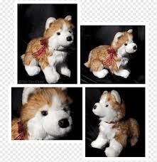 He has been described as laidback and content to be where his human is. Pembroke Welsh Corgi Siberian Husky Icelandic Sheepdog Puppy Stuffed Animals Cuddly Toys Husky Dog Dog Like Mammal Dog Breed Siberian Husky Png Pngwing