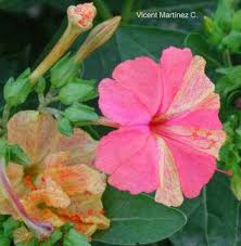 Check spelling or type a new query. Mirabilis Jalapa Marvel Of Peru Four O Clock Botanical Online