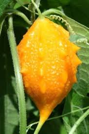 Image result for Momordica charantia