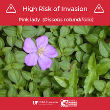 Image result for Dissotis multiflora