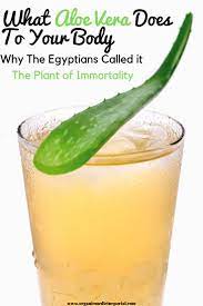 What Aloe Vera Does To Your Body Why The Egyptians Called It The Plant Of Immortality Organic Medicine Por Herbalism Natural Cough Remedies Natural Remedies