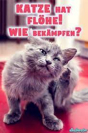flohe bei katzen und in der wohnung bekampfen katzen flohe katzen flohe
