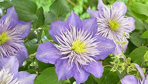 More images for non vigorous climbers » Climbers In The Garden White Flower Farm S Blog