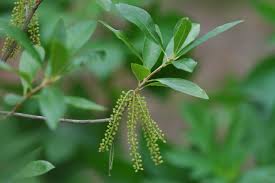 Image result for Dasylepis racemosa