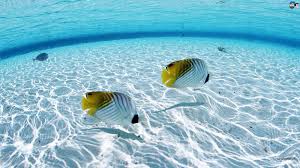 Discover this awesome collection of water iphone wallpapers. Aquatic Hd Wallpapers Fish In Clear Water 1600x900 Download Hd Wallpaper Wallpapertip