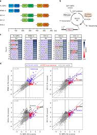 Combinatorial Recognition Of Clustered RNA Elements By The Multidomain  RNA-binding Protein IMP3 | Nature Communications