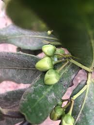 Image result for Brexia madagascariensis