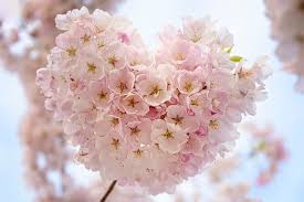 Choose from a curated selection of flower wallpapers for your mobile and desktop screens. Flower Heart Pictures Download Free Images On Unsplash