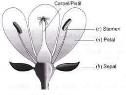 Watch the video and please be kind enough to thumbs up to my videos. In The Diagram Of A Bisexual Flower Given As Figure Below Draw The Missing Part And Label The Parts Marked A B And C Also Label The Missing Part That You Draw