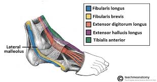 A deep cut on the palm side of your fingers, hand, wrist, or forearm can damage your flexor tendons, which are the tissues because flexor tendons are very close to the surface of the skin, a deep cut will most likely hit a flexor tendon. Muscles In The Lateral Compartment Of The Leg Teachmeanatomy