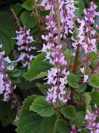 Image result for Plectranthus fruticosus